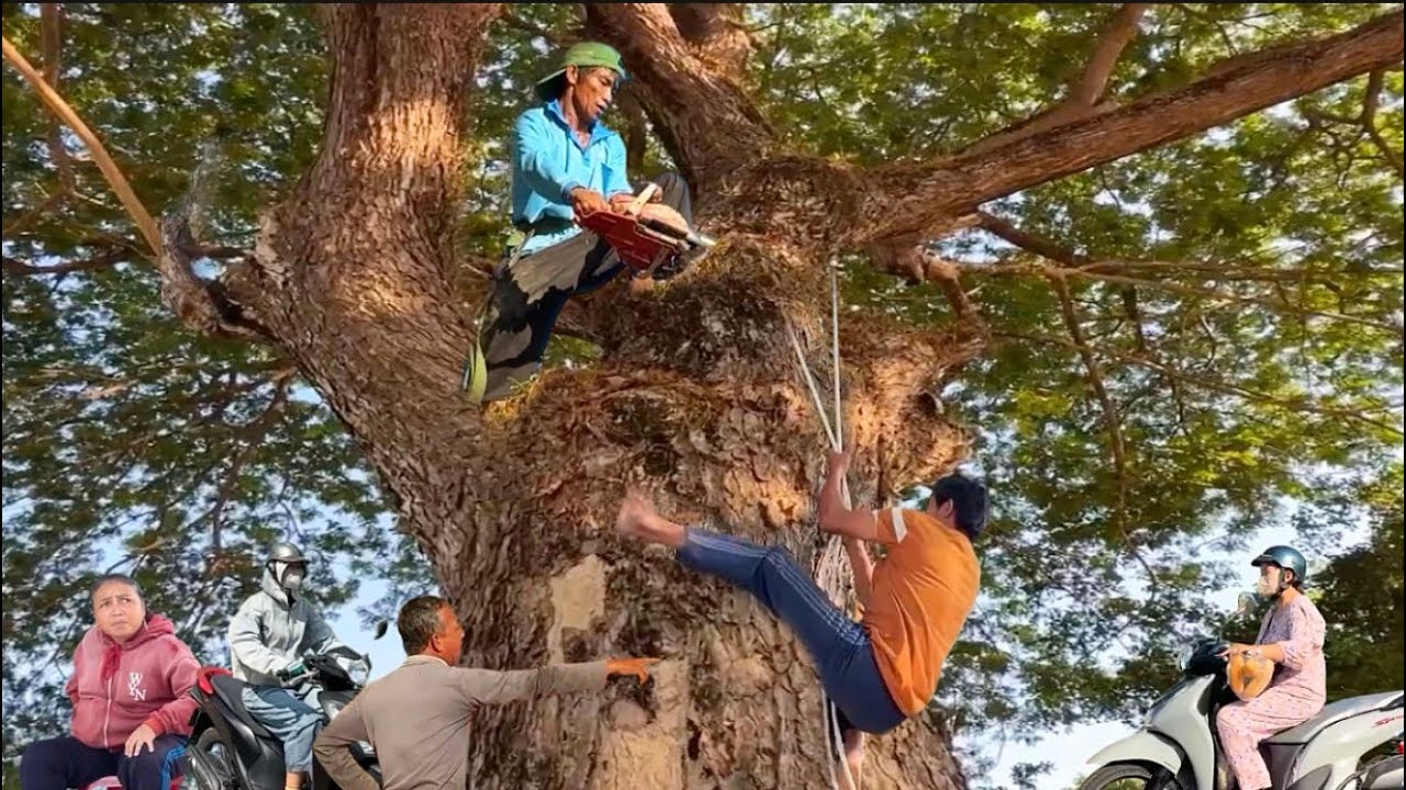 hai thợ leo cưa hại c&acirc;y cồng 100 năm tuổi kh&ocirc;ng ai gi&aacute;m cưa ở ba ch&uacute;c # bang cưa ấy