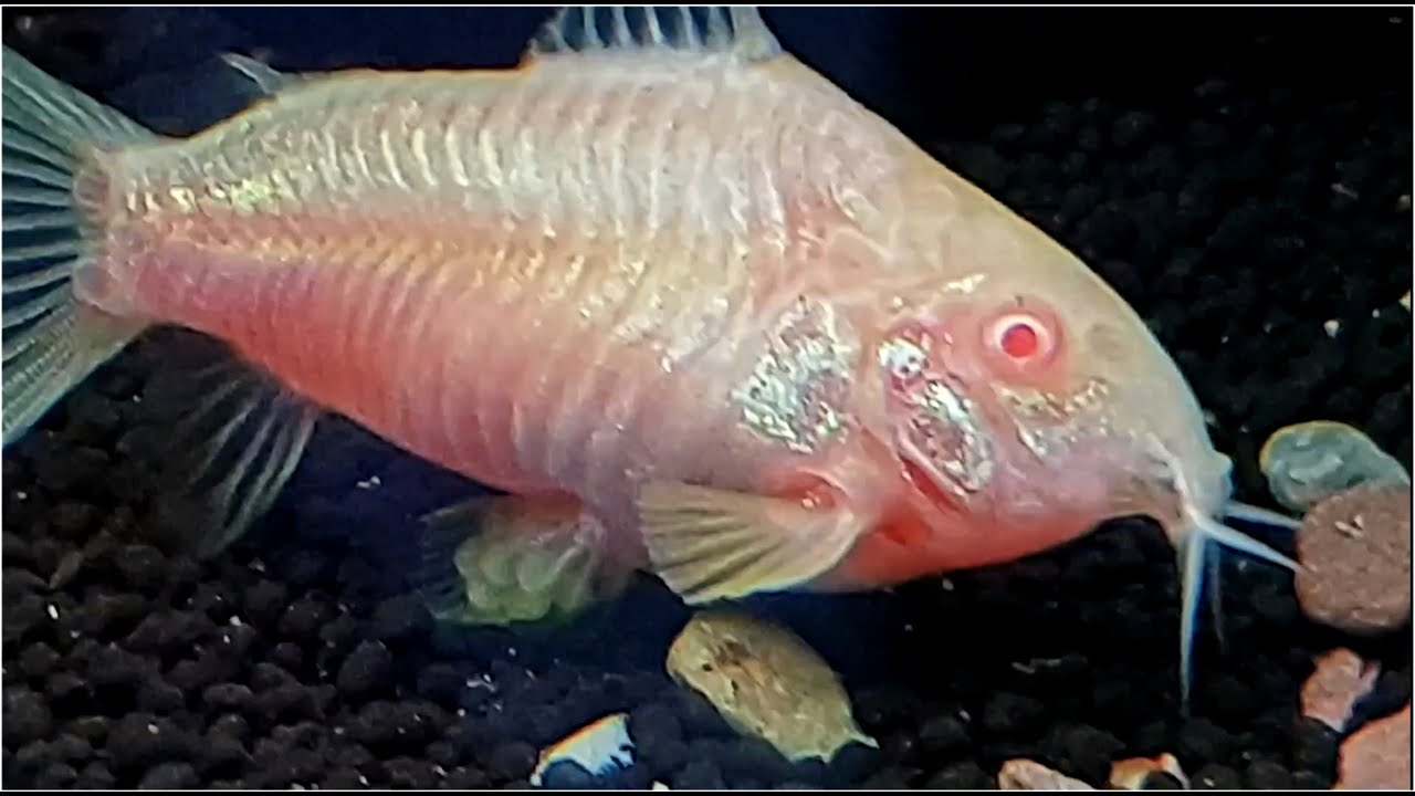 Albino Cory Catfish laying eggs.
