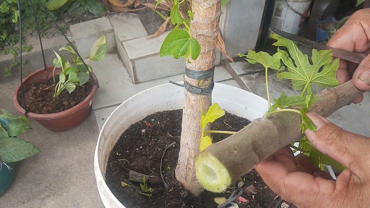 como fazer enxerto no per de mamão