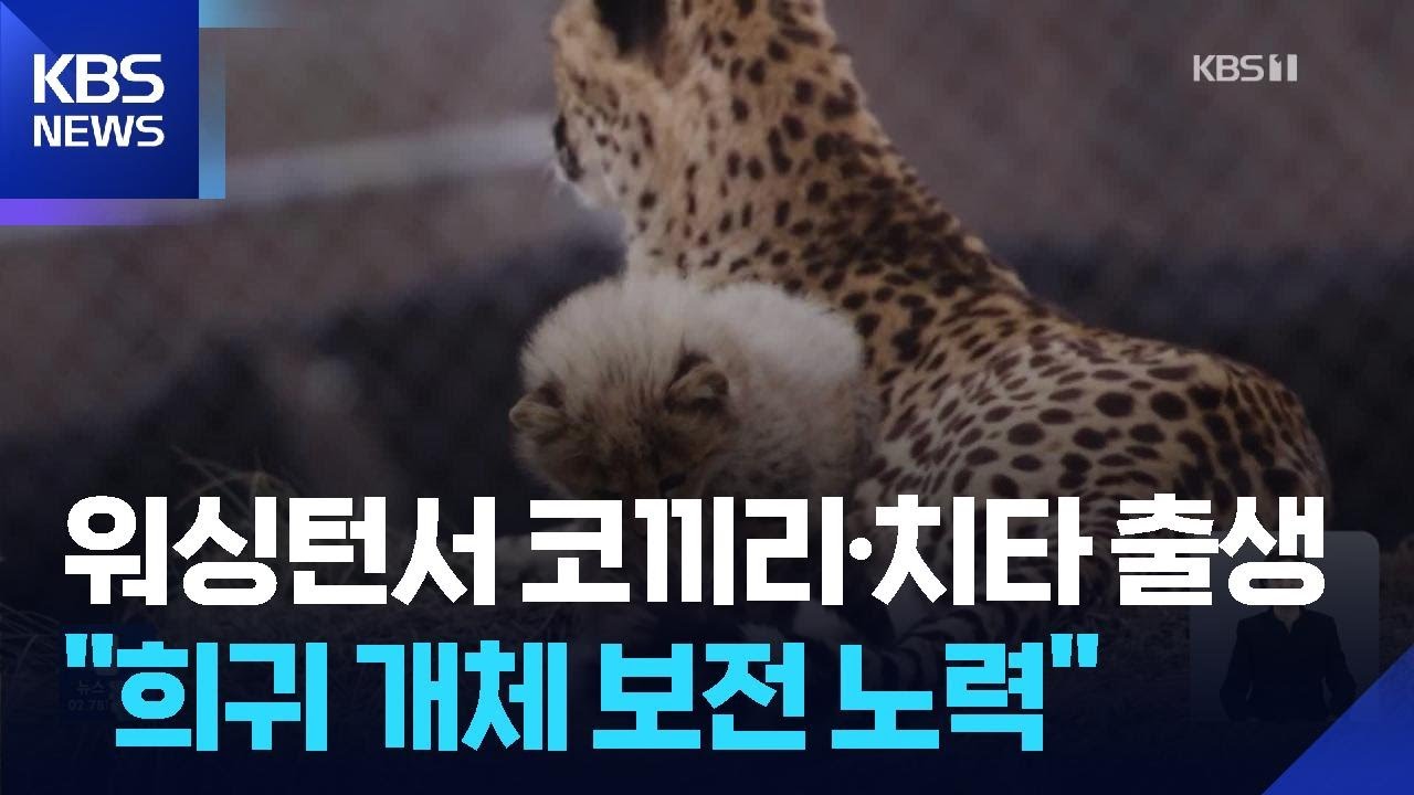 워싱턴 동물원에서 코끼리·치타 출생…“희귀 개체 종 보전 노력” / KBS  2026.02.16.