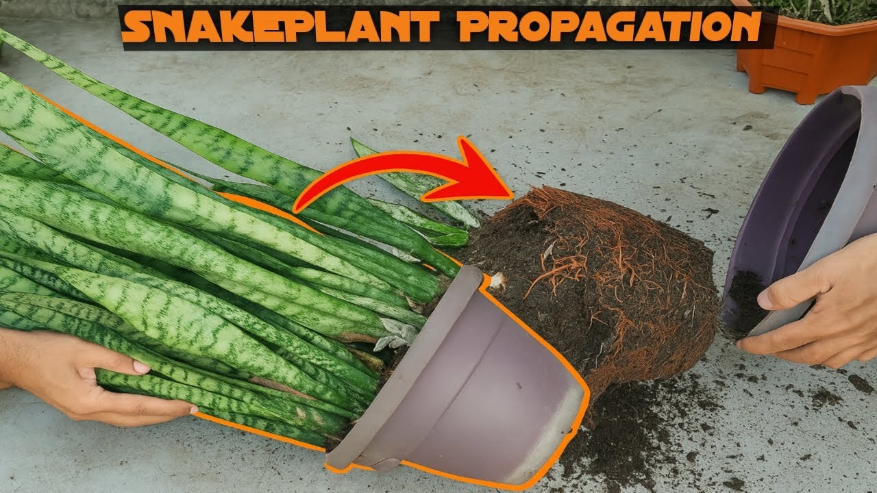 Snake Plant Overgrowth Solution 🌿 | Divide, Replant & Thrive!