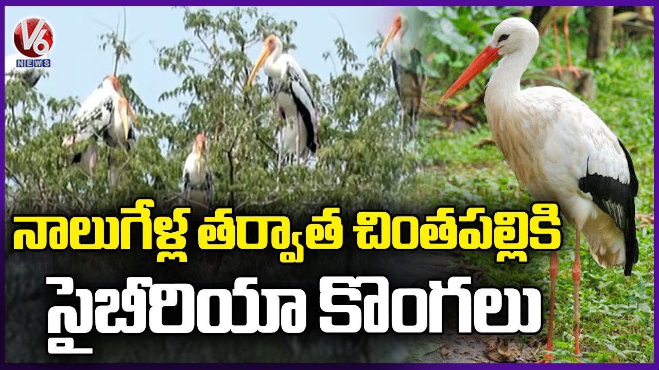 Siberian Storks Return To Chintapalli After 4 Long Years | Khammam | V6 News