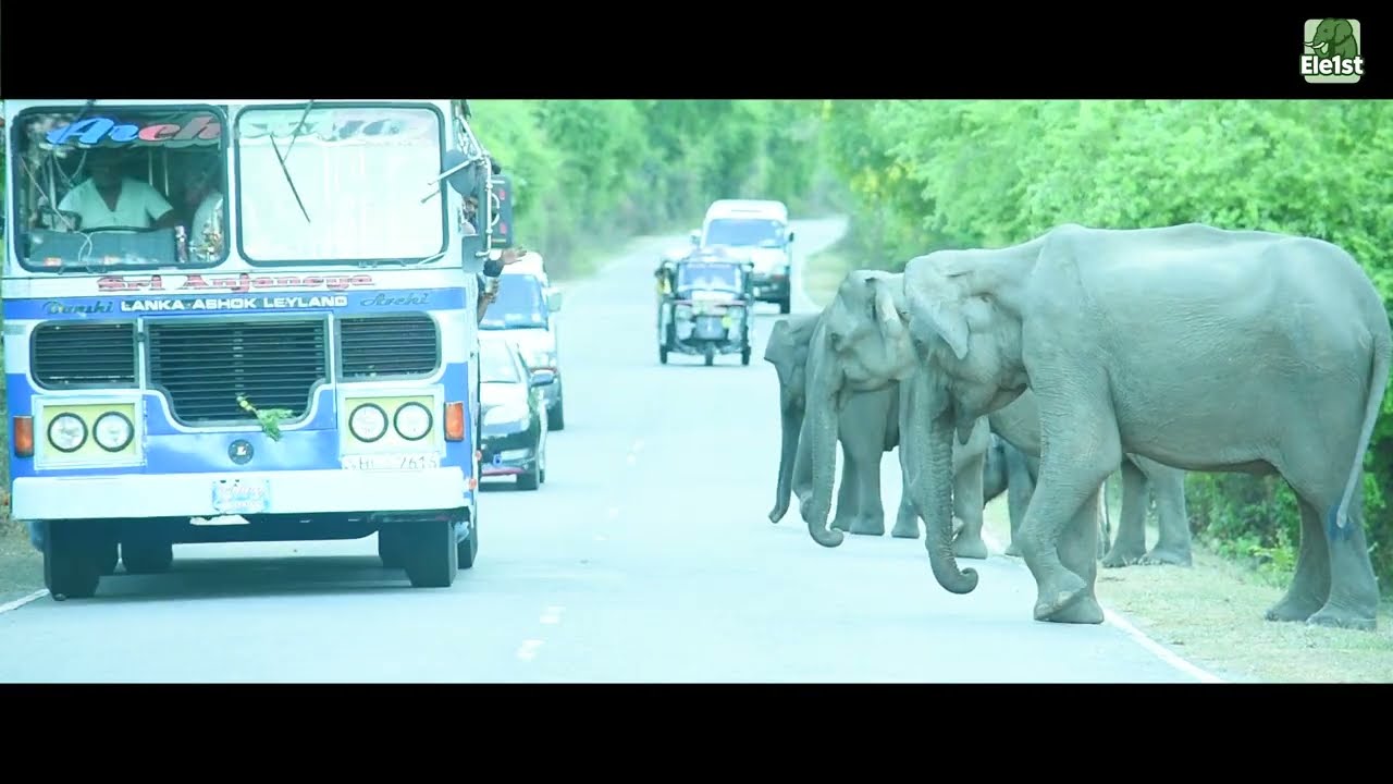 Sri Lanka’s Road Terror: Why Wild Elephant Attacks are Increasing (Viral Footage) 