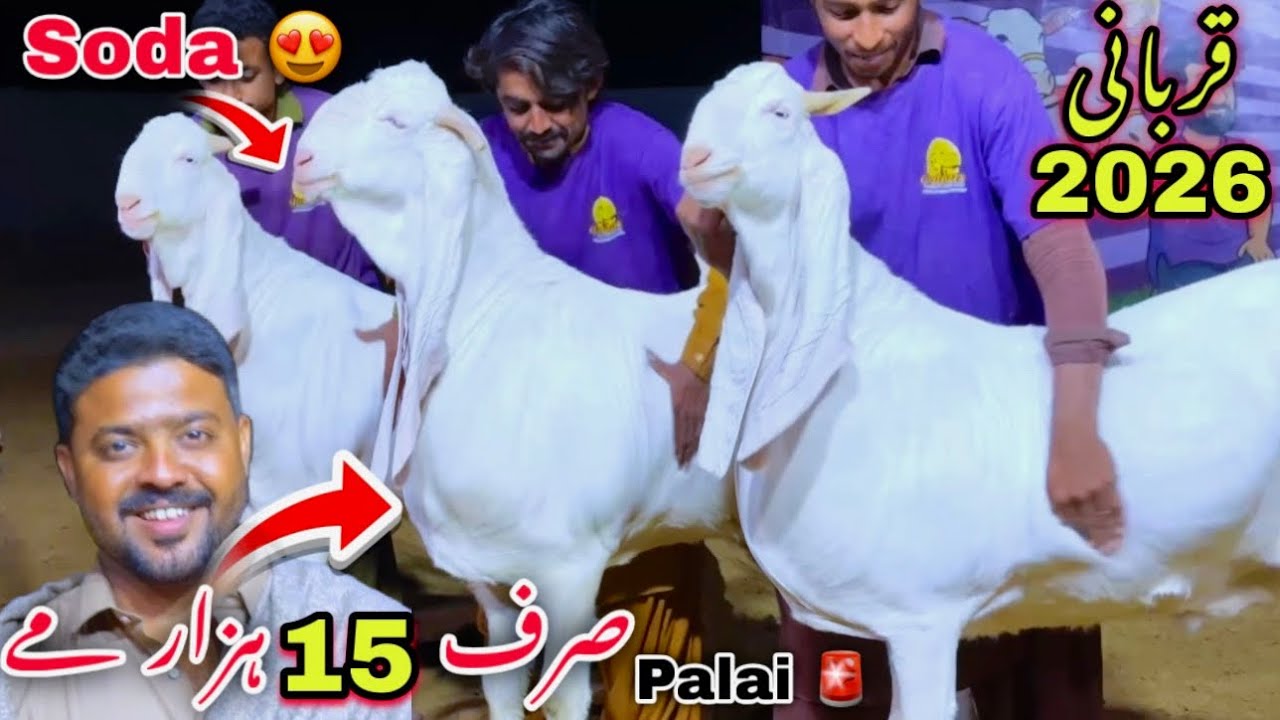 Soda He Soda ❤️ Heaviest Qurbani 2026 Collection 😍 Heavy Bakra & Palai Offer | Bakra Mandi 