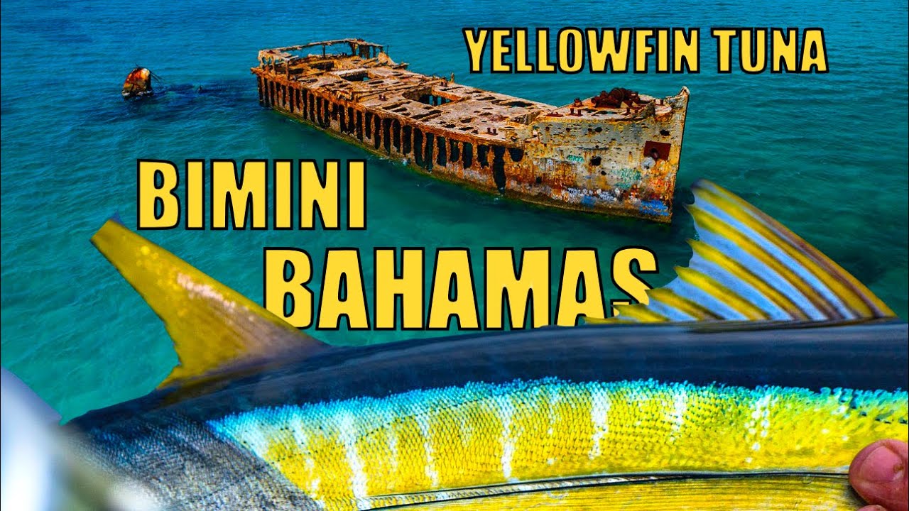 YELLOWFIN TUNA Fishing in Bimini the BAHAMAS | Into The Blue (S8/EP10)