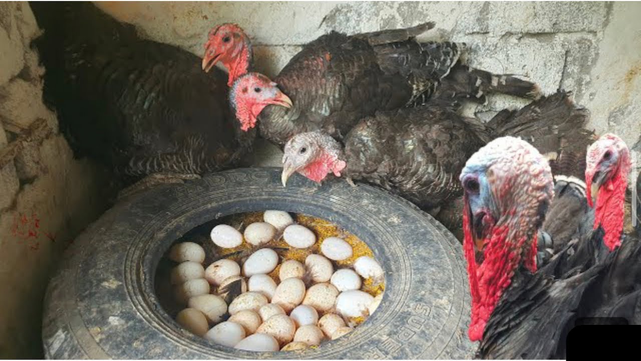How to make your turkey lay and hatch their eggs || turkey farming little secret