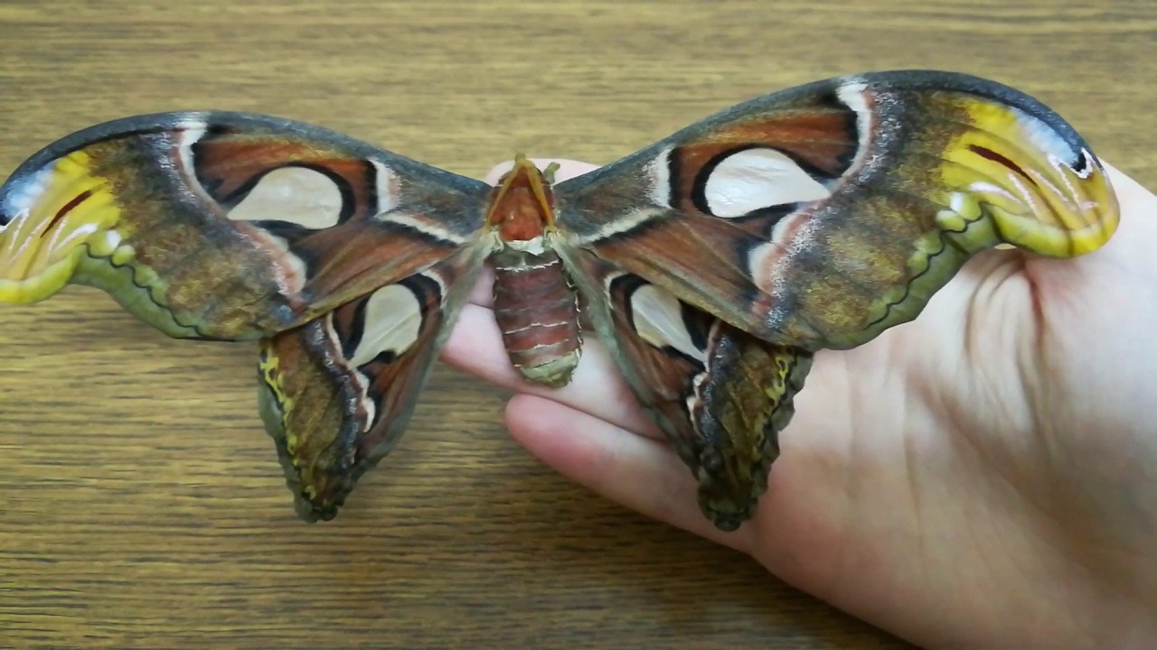 Martináč atlas - Attacus atlas