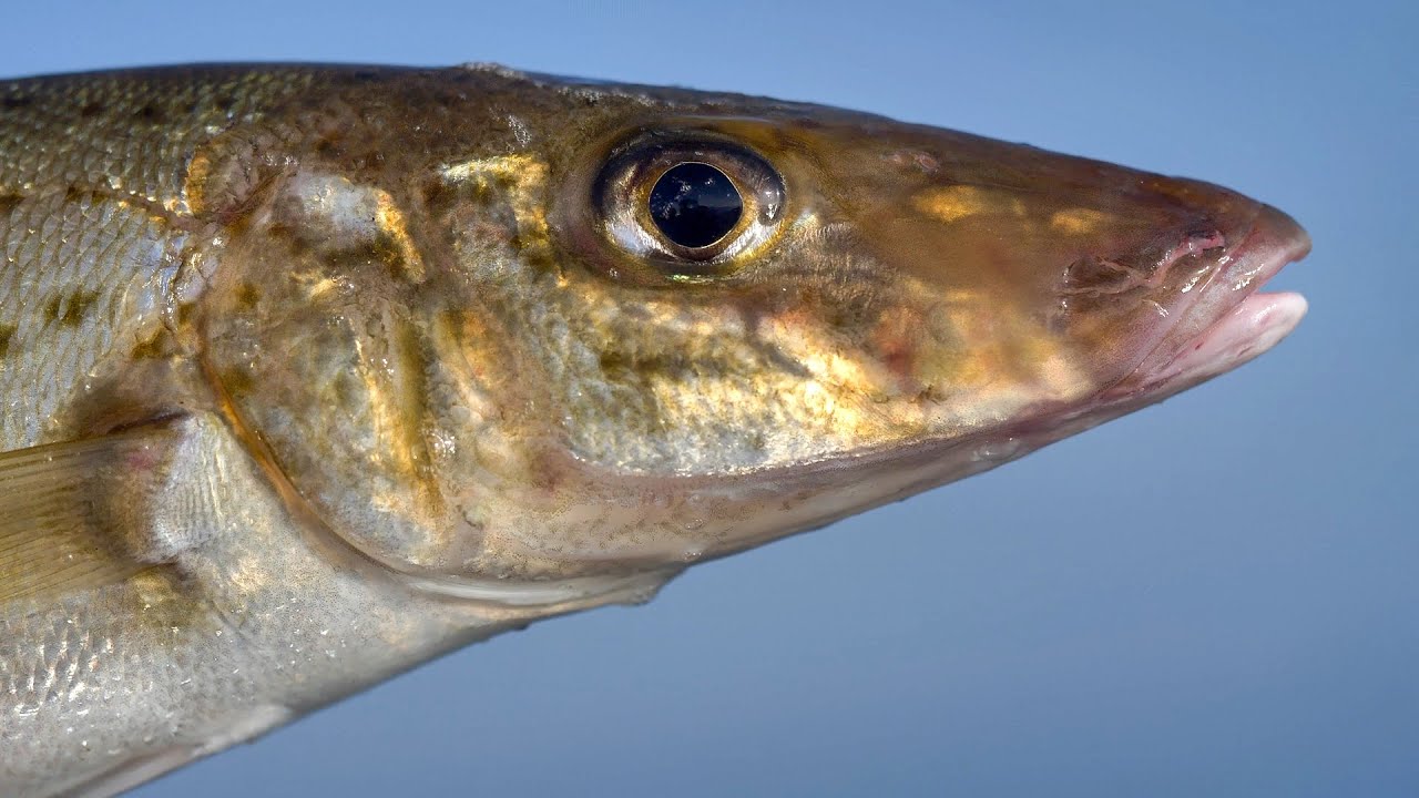 Catch King George Whiting Like a Pro! Ultimate Fishing Tips & Tricks!
