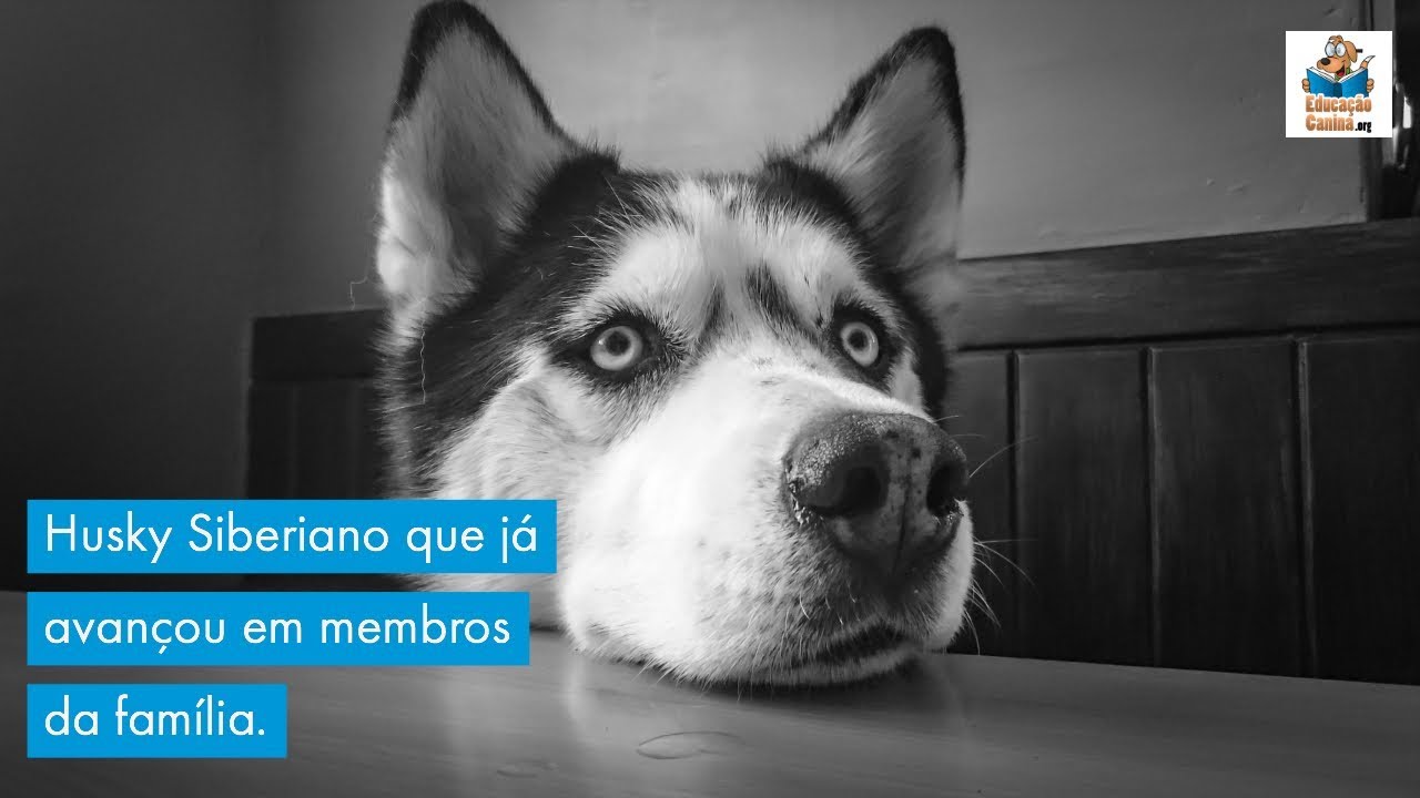 Husky Siberiano que já avançou em membros da família