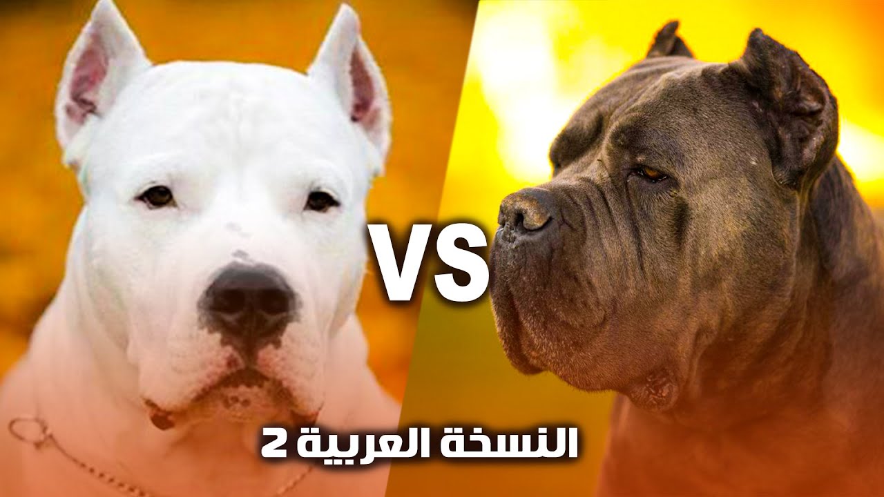ده ولا ده 🤔 كلب الكين كورسو ولا كلب الدجو ارجنتينو