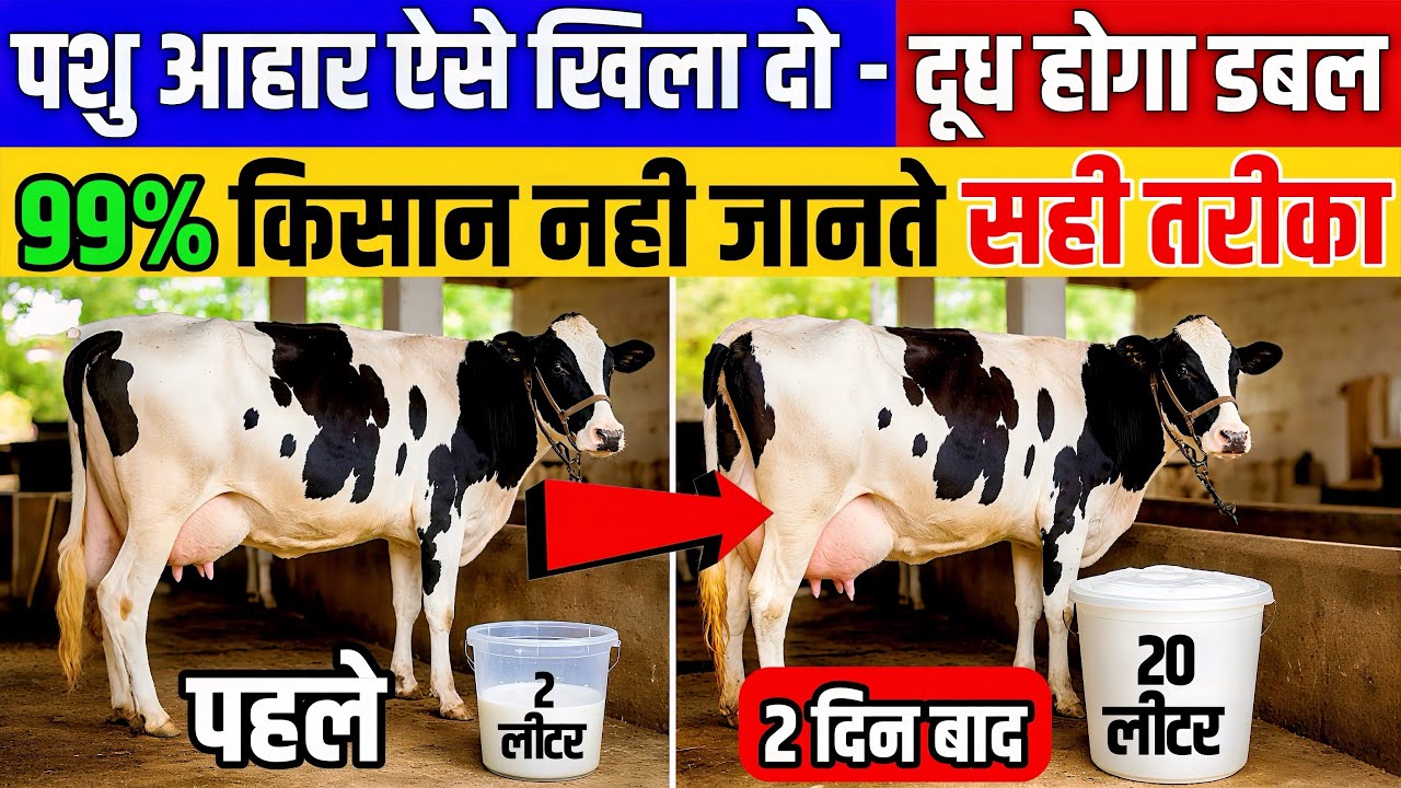 2 दिन में 2 लीटर से 20 लीटर दूध बढ़ाएं | पशु आहार देने का सबसे सही तरीका | Cow buffalo milk increase 
