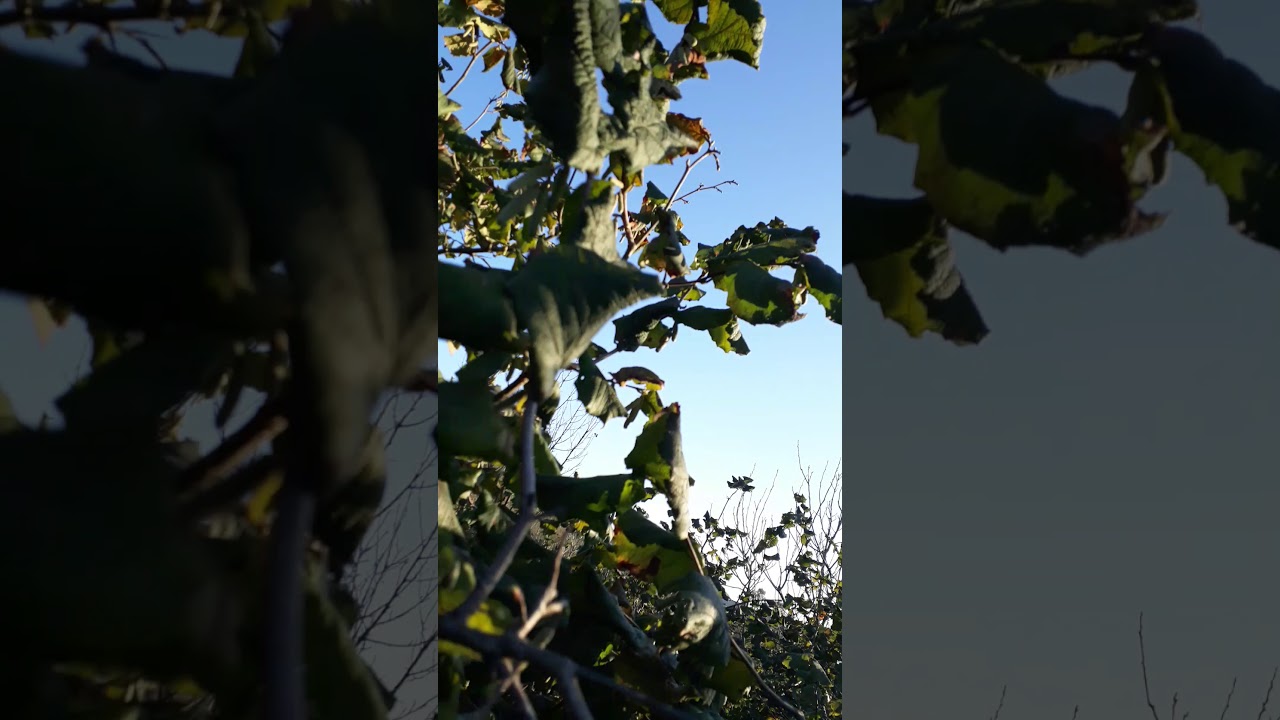 FINDIKTA BUDAMA FARKI 02 11 2020