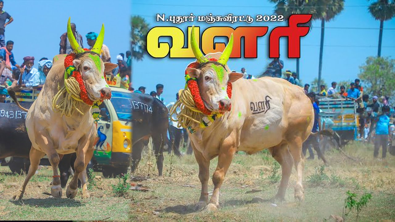 #சிவகங்கை_மாவட்டம்_திருப்பத்தூர் #N_புதூர்_மஞ்சுவிரட்டு_2022