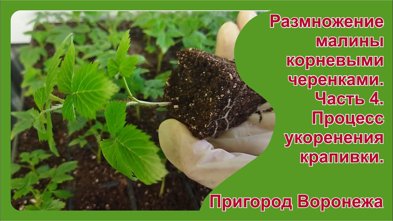Укоренение крапивки малины. Часть 4. Процесс укоренения крапивки.  Пригород Воронежа.