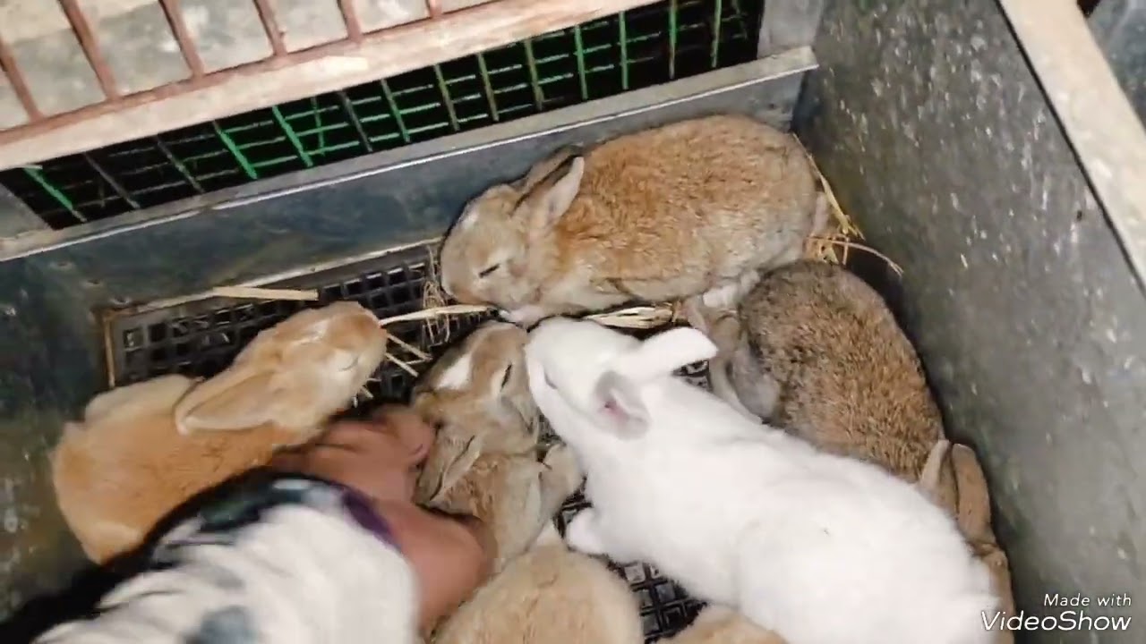 دخلت اعشى الارانب انصدمت من المظر ال شفته حاجه محدش يتخيلها ونتايه ركس متقله للبيع 😱