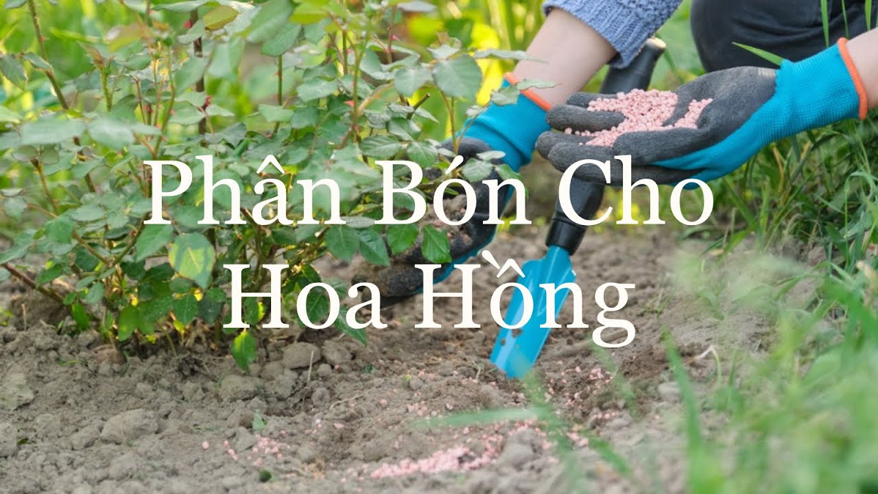 Làm vườn ở Mỹ: phân bón cho hoa hồng