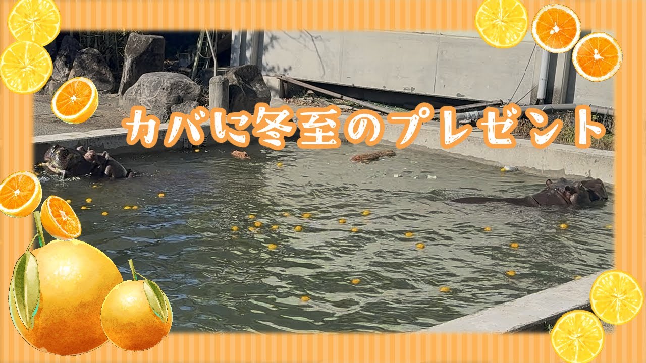 カバへ冬至のプレゼント　#冬至 　#熊本市動植物園　#Hippopotamus amphibius #カバ
