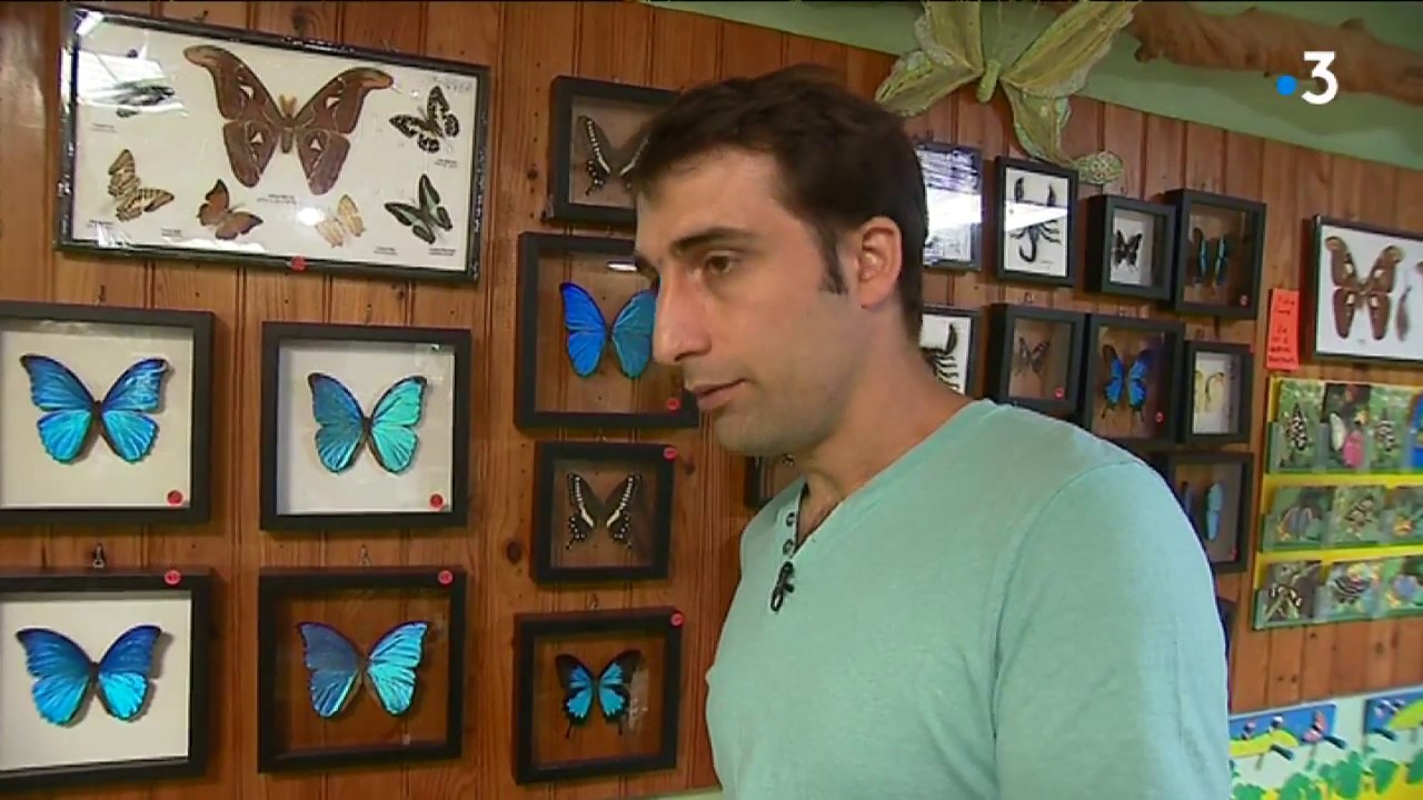 Les papillons exotiques de Sanguinet