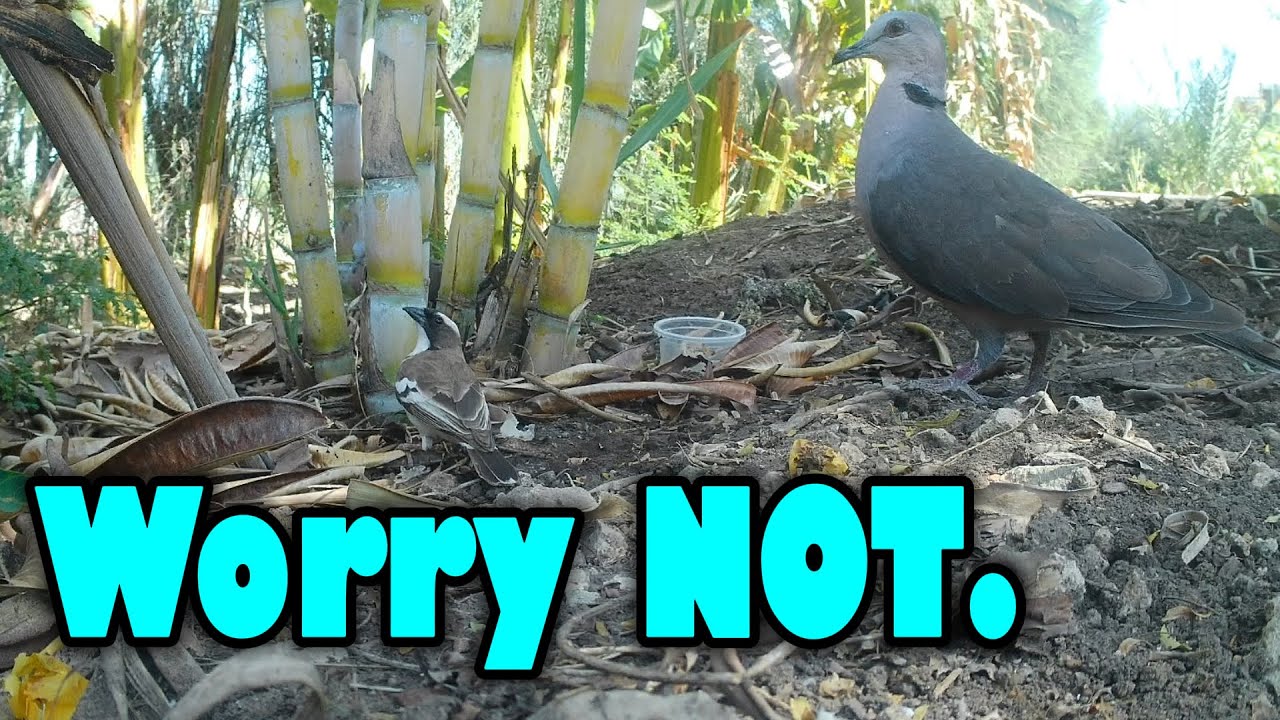 Do Not Worry - Be Like The Birds #biblerecapdaily1 #worry