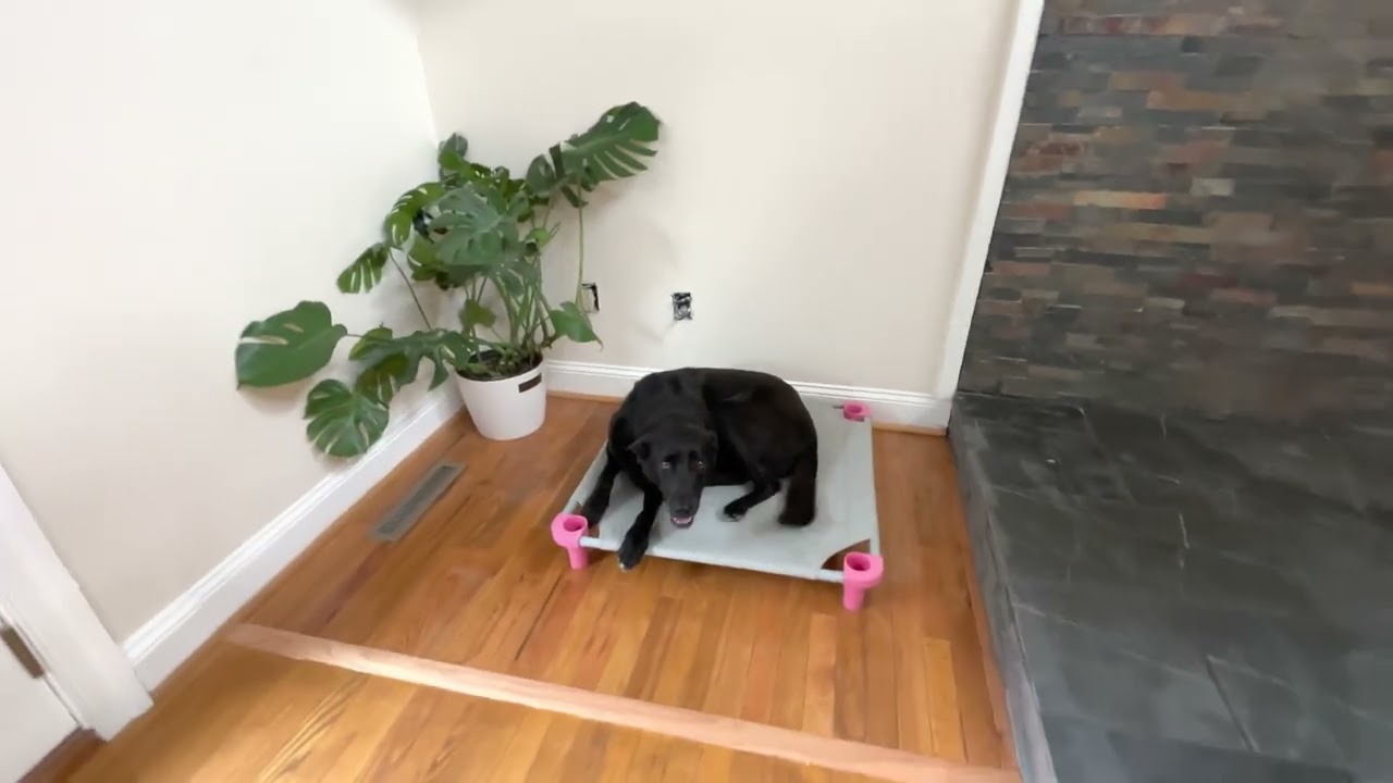 Dog bites when you grab his collar?