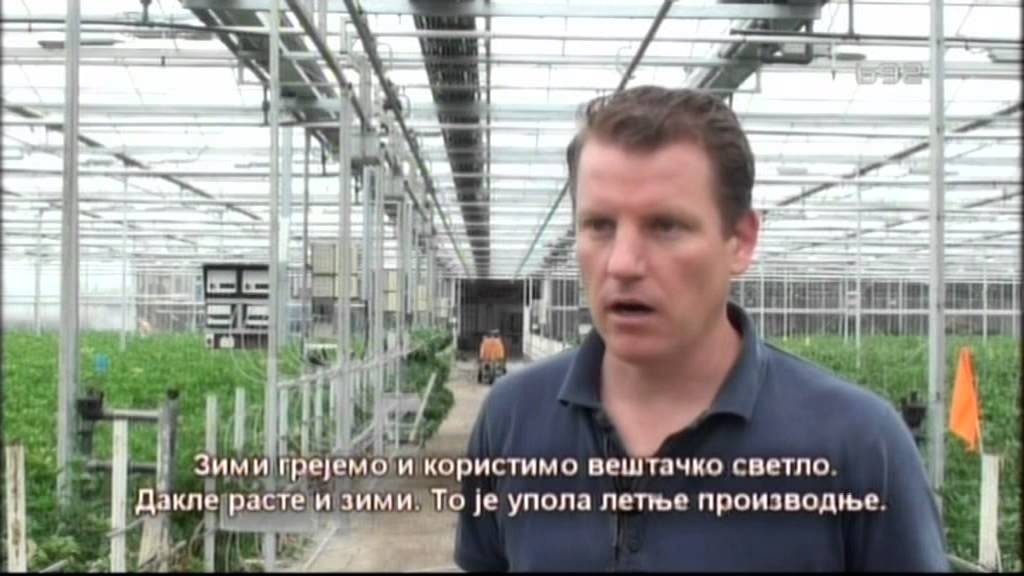 Holandija  - zemlja cuda i pravljenje tla od mora - prilog o cvecu i staklenicima