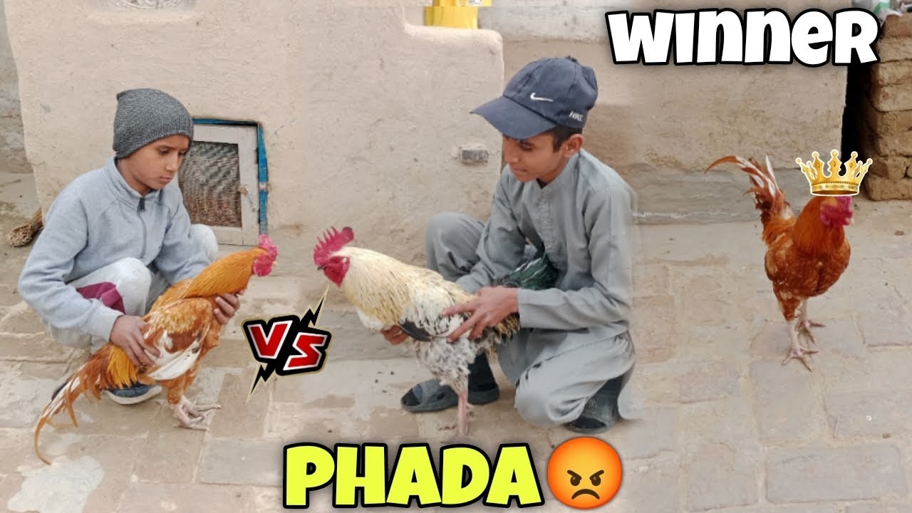 Aj Desi Murge or Aseel Murge Ka Phada Ho Gia 😧 |ROMAN K PETS|👈