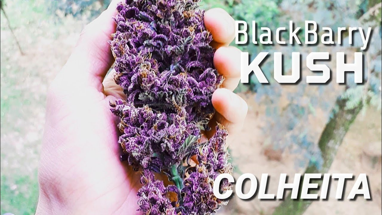 Colheita da blackbarry kush - MACONHA - CUPOM10%OFF GROW POWER CULTIVO INDOOR  CANNABIS MACONHA