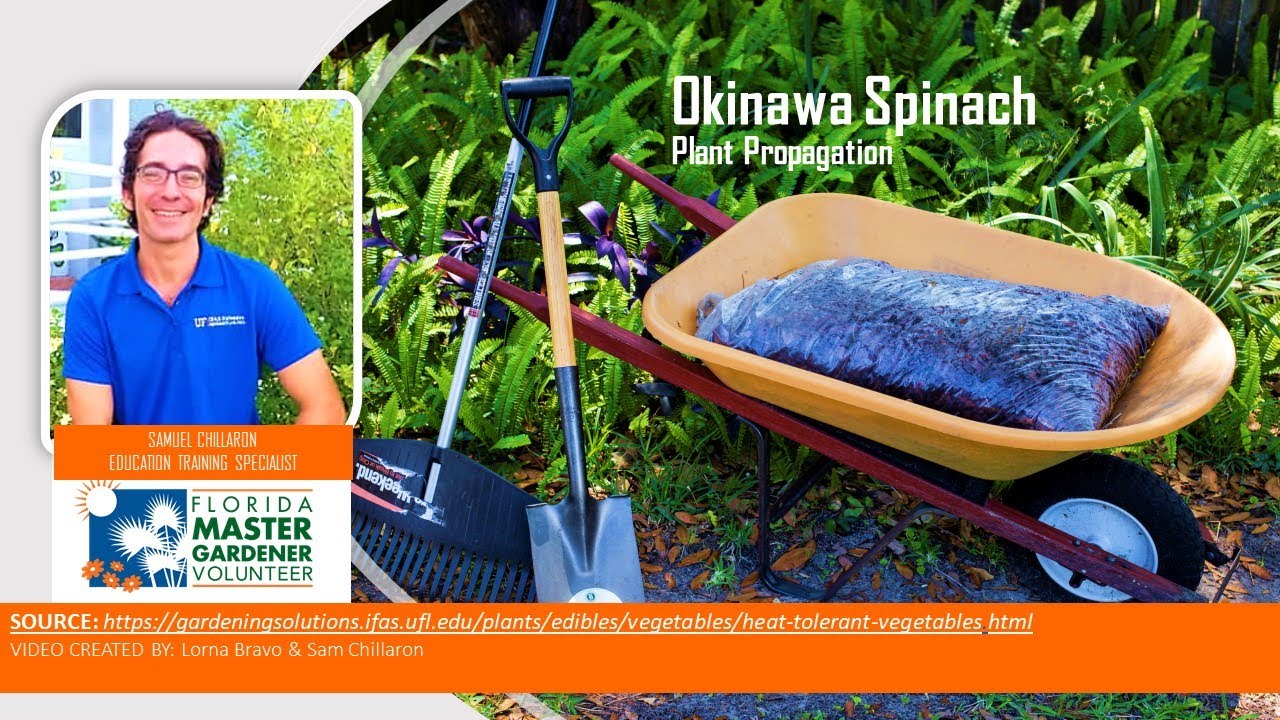 Edible Landscaping Okinawa Spinach-Plant Propagation-Part1