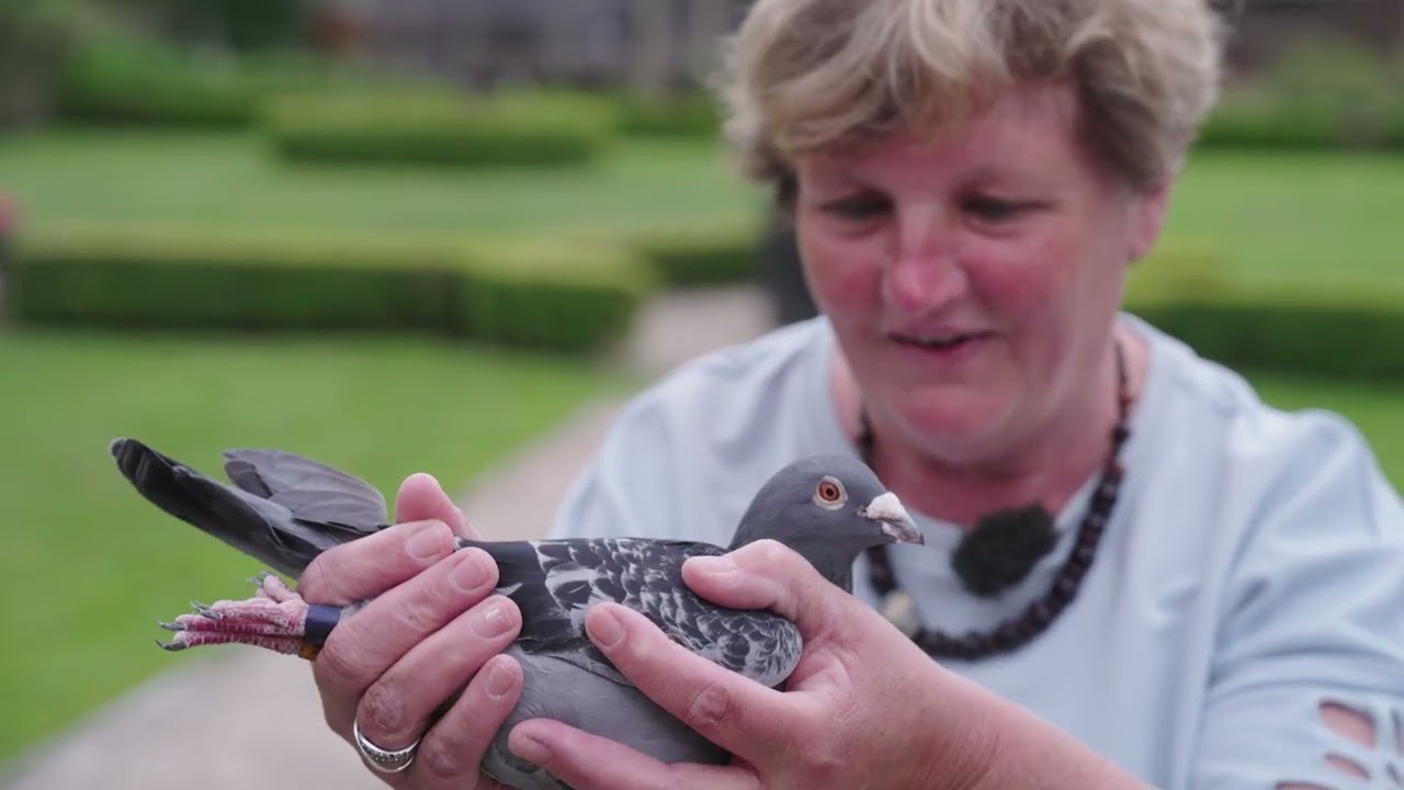 Le pigeon Belge Constateur: Carine Lambrecht