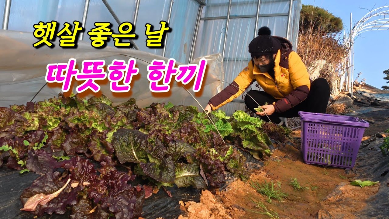 마음까지 따뜻한 시골밥상 한끼 | 김치죽, 감태무침