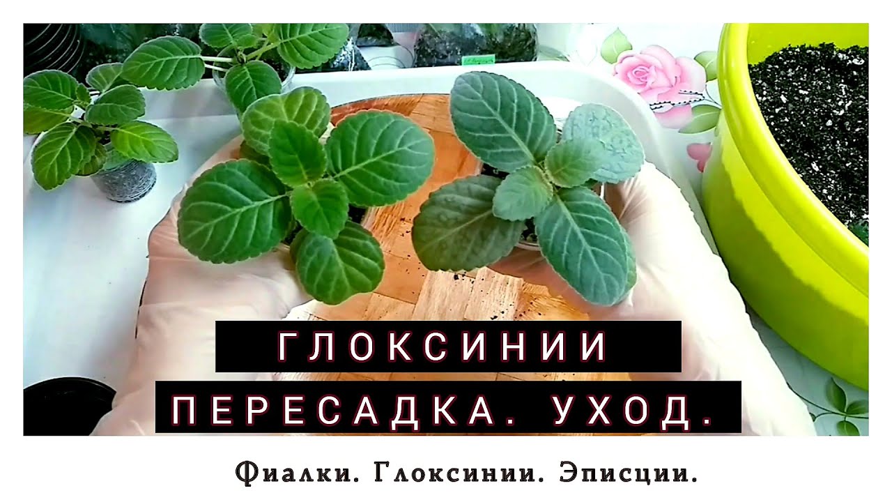Пересадка и уход за глоксинией. Пасынки. Сеянцы.