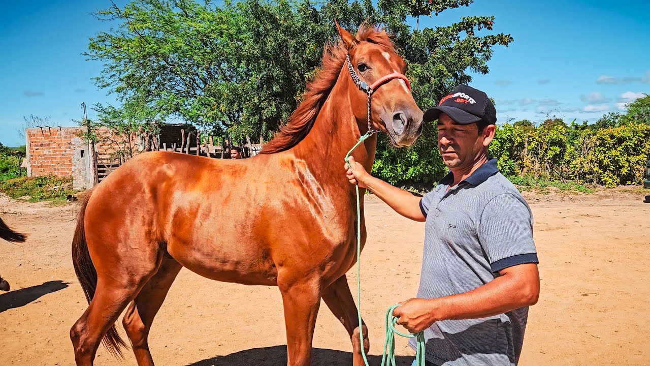 FEIRA DE CAVALOS DE ALTINHO PE, SÁBADÃO ANIMADO COM MUITOS ANIMAIS, (08/03/25) #nordeste