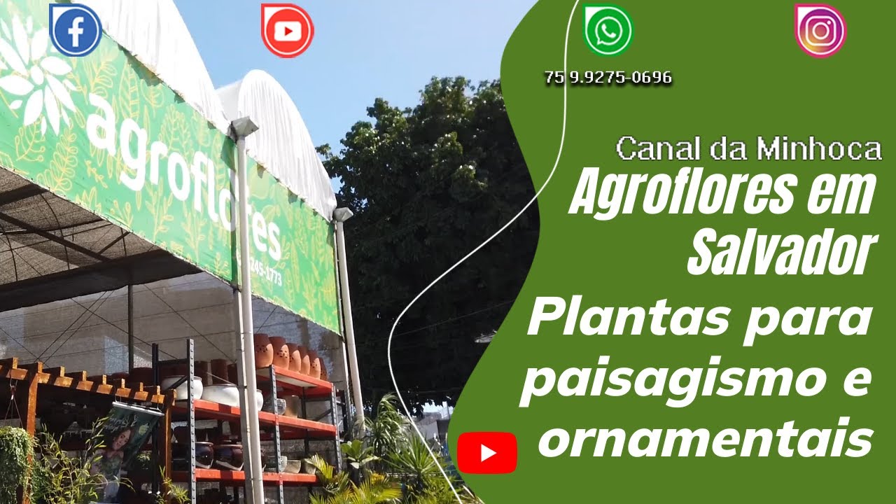 Agroflores em Salvador - Plantas para paisagismo e ornamentais