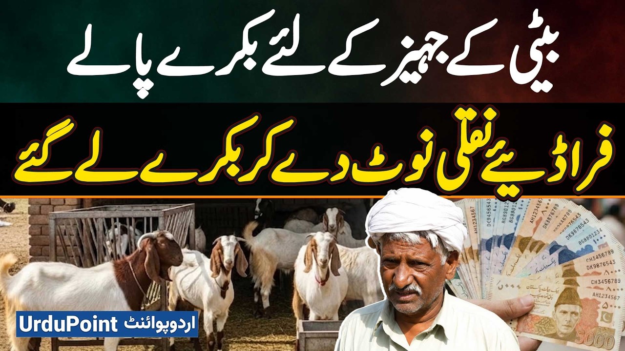 Father Raises Goats For Daughter's Jahez, Fraudsters Buy Them With Fake Currency Notes