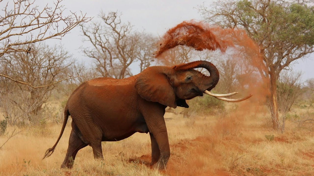 Jungle Safari Experience | Wildlife & Nature Demo Video