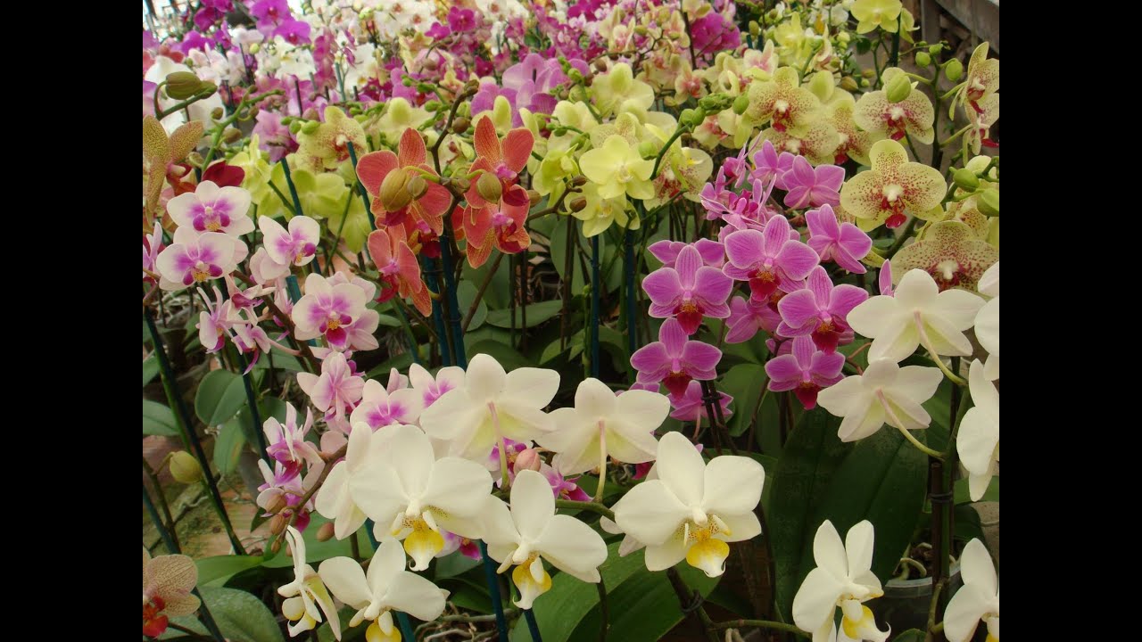 tutto sulle Phalaenopsis video n° 2 luce , illuminazione artiificiale e come bagnare