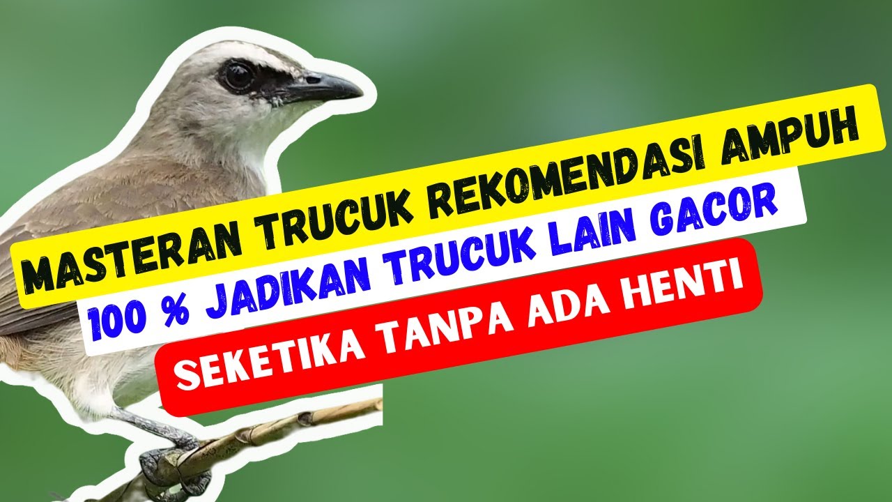 Perangsang BUNYI TRUCUKAN Ini Sangat Rekomendasi Jadikan Burung TRUCUKAN Seketika NYAUT GACOR