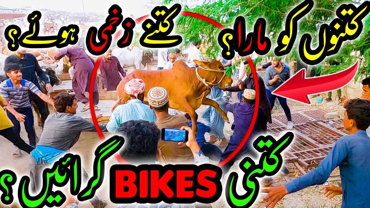 Is Se Ziada Khatarnk UNLOADING Aj Tak Nahi Dekhi! WORST UNLOADING EVER at Sohrab Goth Cow Mandi 2022