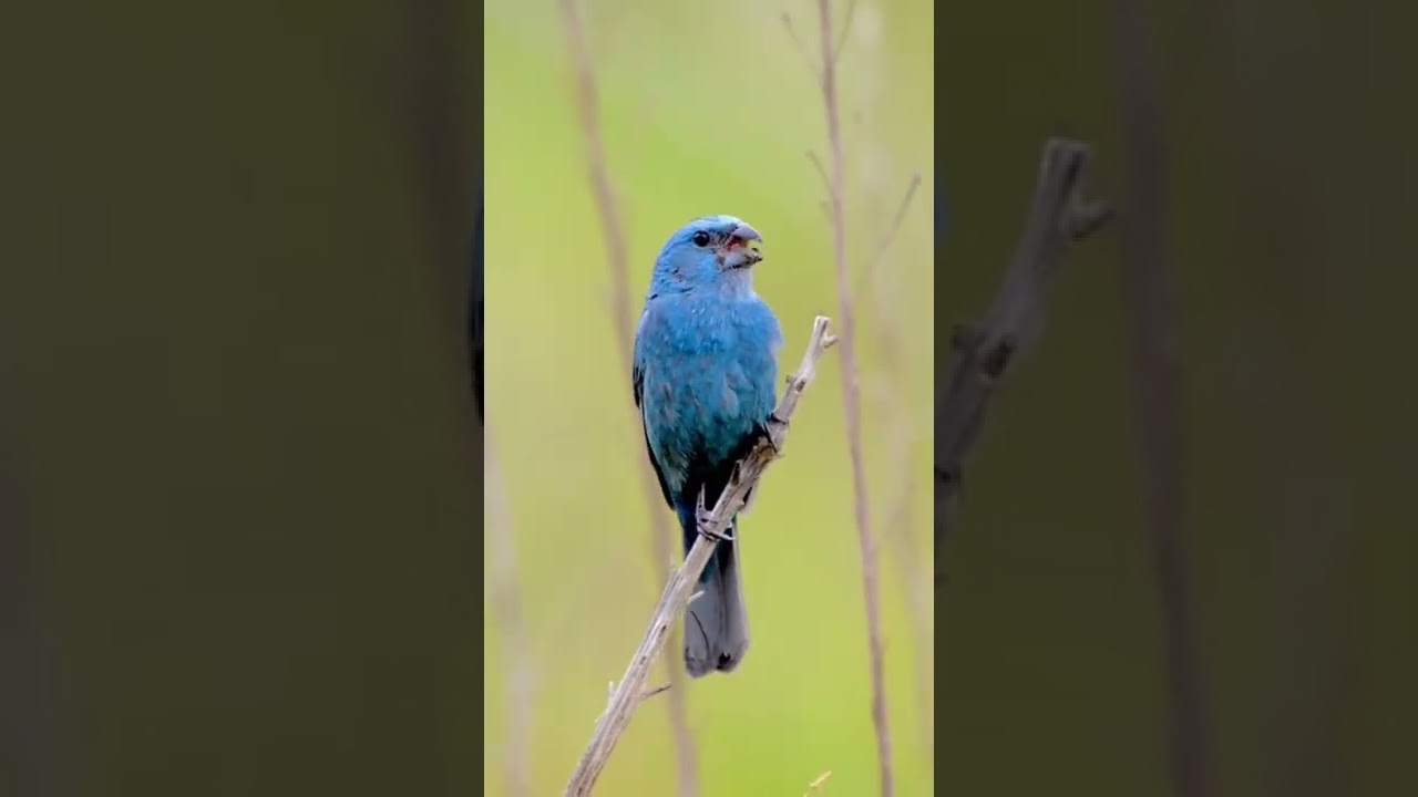 Glaucous-blue Grosbeak (Azulinho)#wikiaves #birdfreaks #birdlovers #ig_birdwatchers #birdextreme