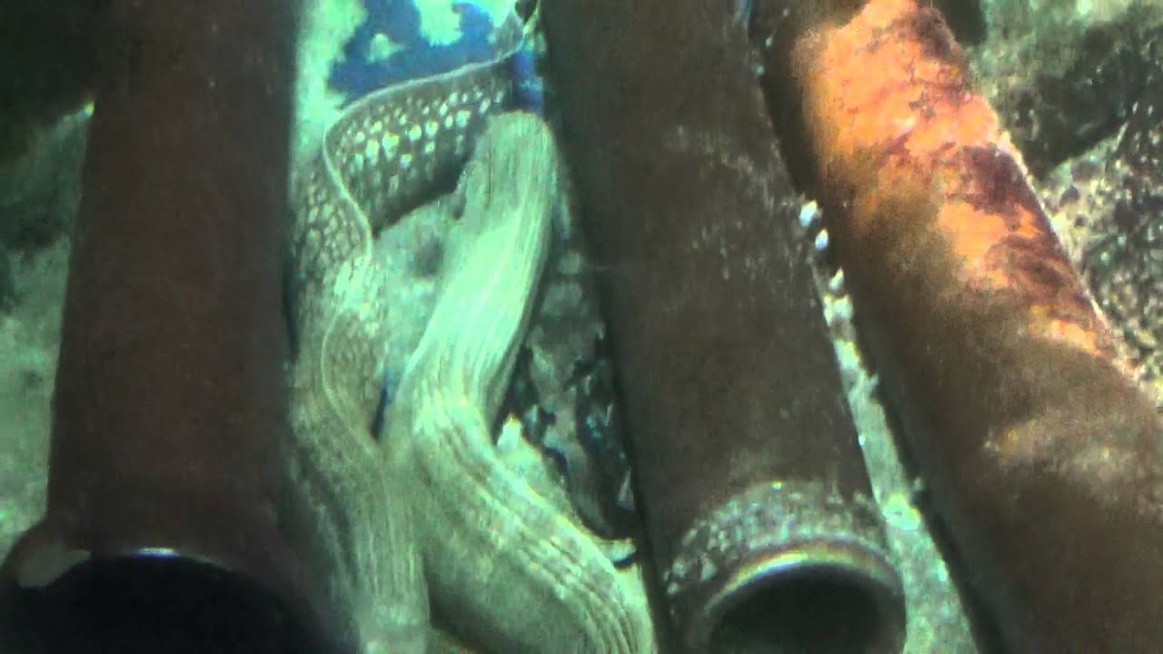 die Reise in der Unterwasser Welt-Mur&auml;nen,  aalartiger Knochenfische