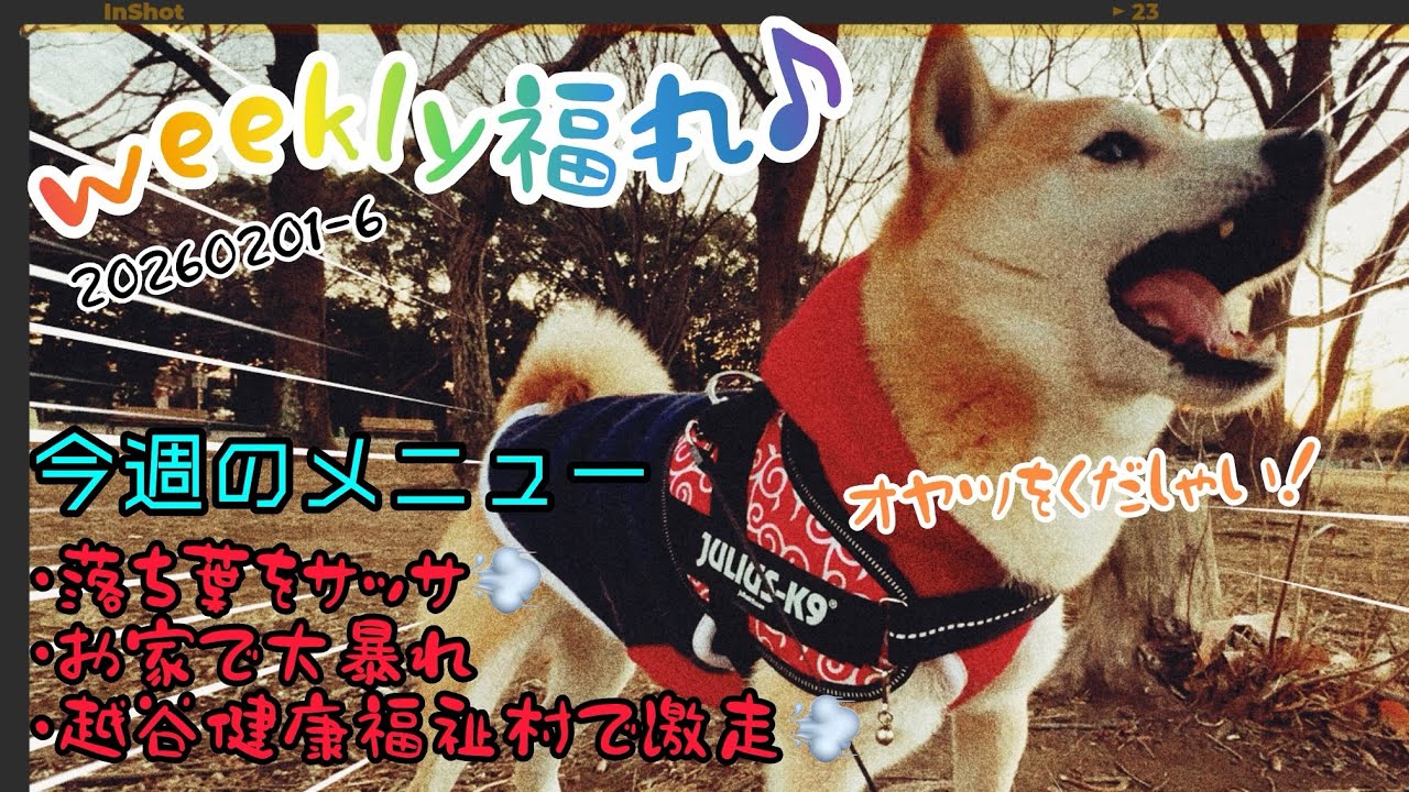 20260201-6〜2月が始まりました‼️まだまだ寒さは続きますが、厳しい寒さを弾き返す福丸さんの元気をお届け😽心がほっこり癒されます😻