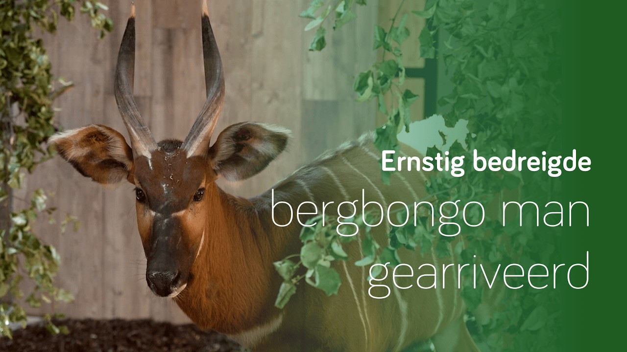 Een update bij de bergbongo's