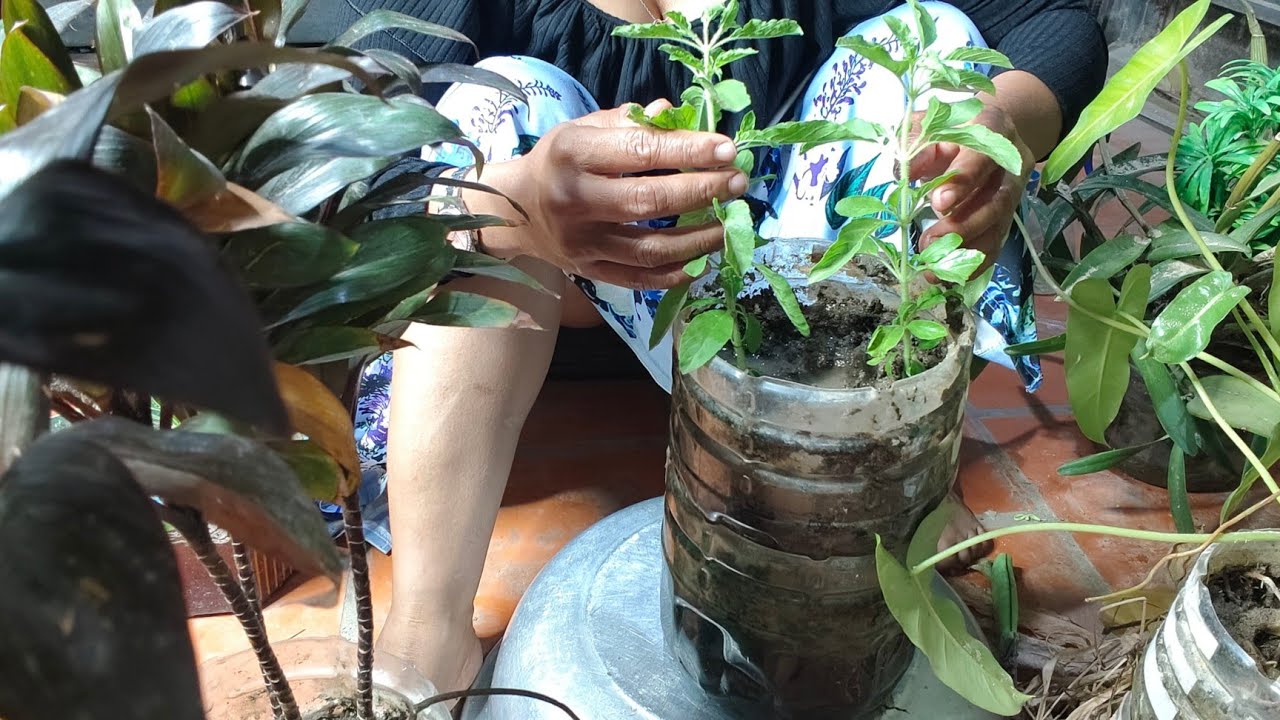 Mempersiapkan Tanaman Asli Bunga