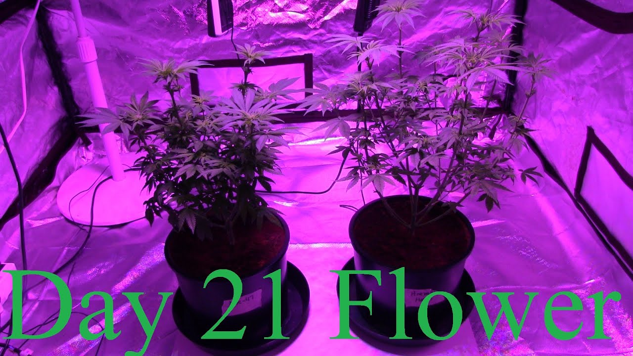 AK47 Pinewalker Hooah Day 21 Flower