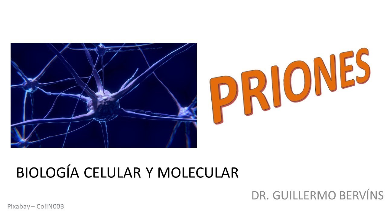 ¿Qué son los priones? l Biología Celular y Molecular