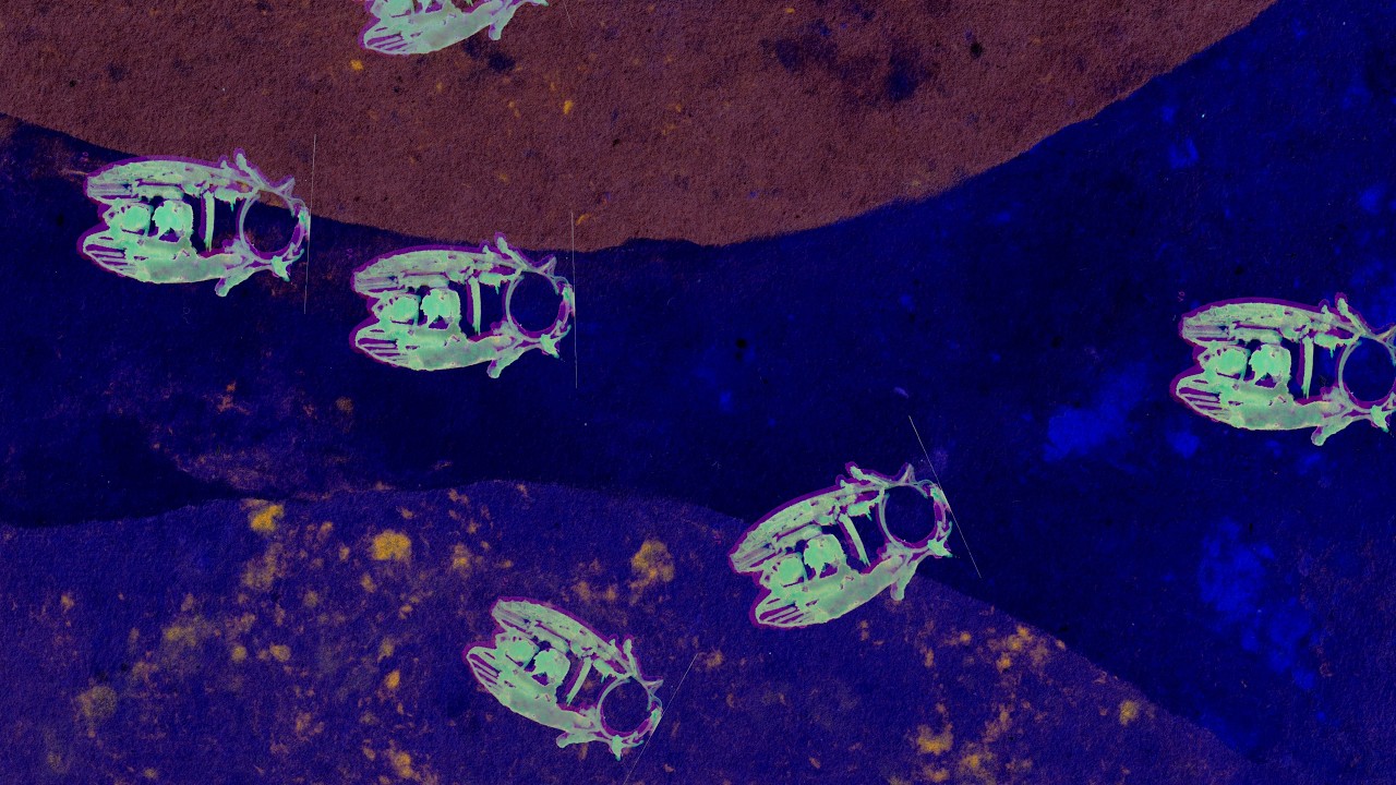 Bug Box | Experimental Animation