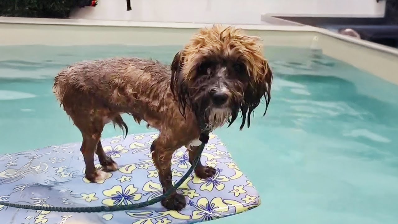 Ignoring Her Dog’s Pleas, the Owner Coldly Walked Away as It Faced Danger