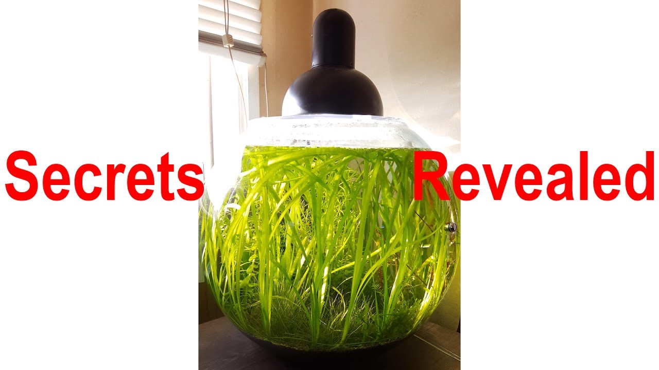 No Filter No CO2 No Ferts Bowl - EXPLAINED and How to be SUCCESSFUL (almost NO algae!) & Maintenance