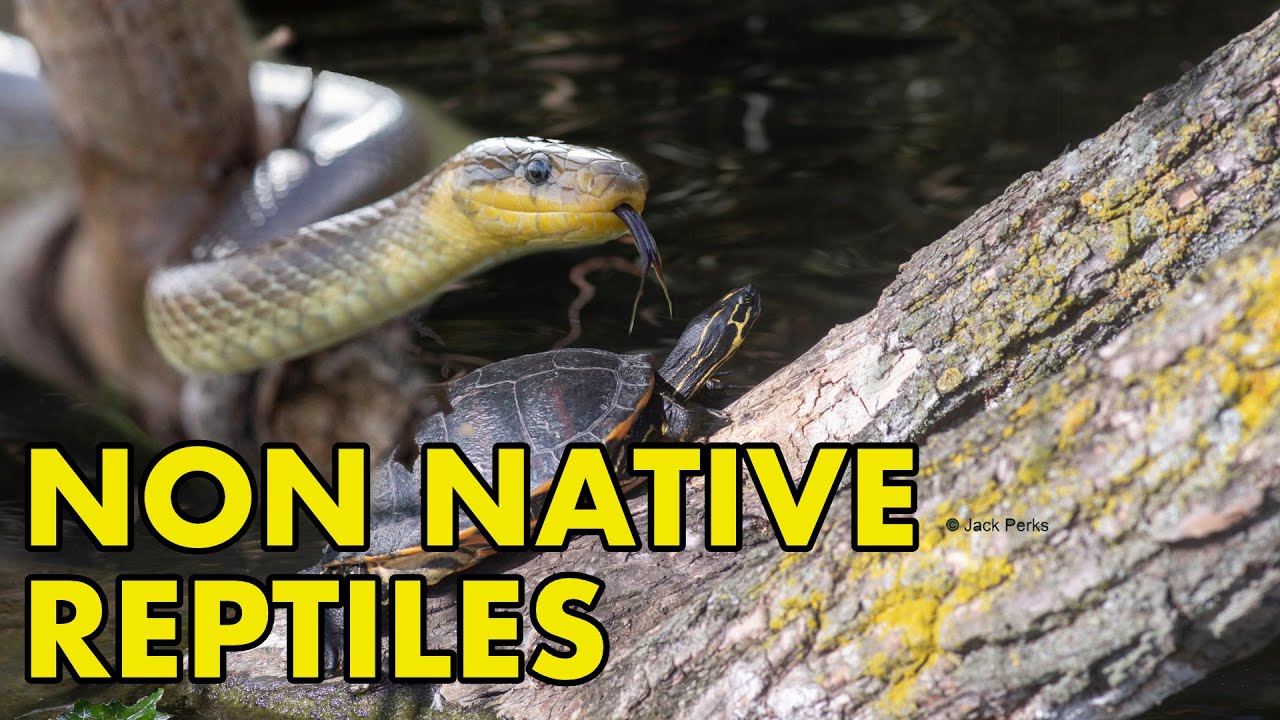 4 Non Native Reptiles to Britain
