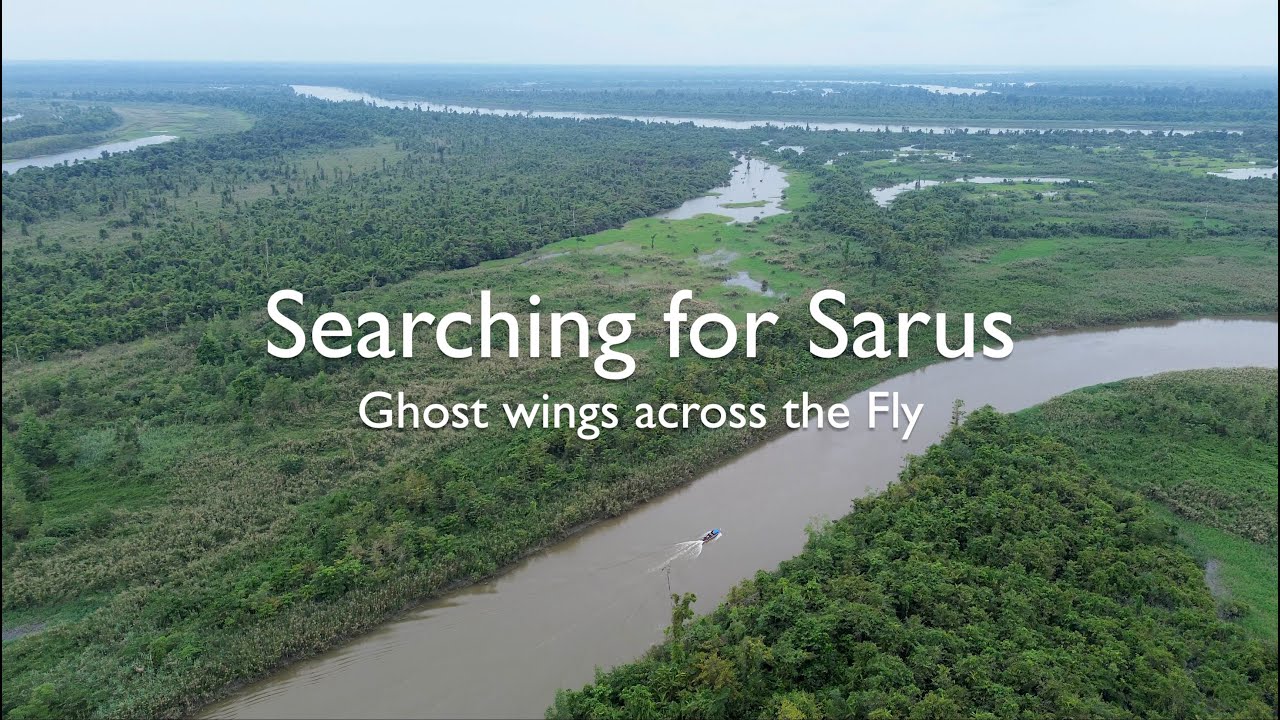 Searching for Sarus - Ghost wings across the Fly